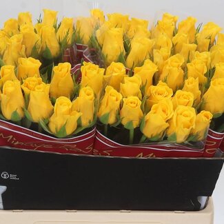 Freshy Grootbloemige Roos “Momentum” | Kleur: Geel | Lengte ± 60 centimeter | Per 20 verse bloemen