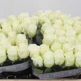 Freshy Grootbloemige Roos “Countdown” | Kleur: Wit | Lengte ± 50 centimeter | Per 20 verse bloemen