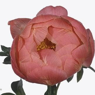 Freshy Paeonia Coral Charm