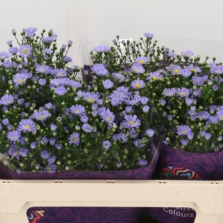 Freshy Aster “Cassandra” | Kleur: Paars | Lengte ± 70 centimeter | Per 25 stelen verse bloemen