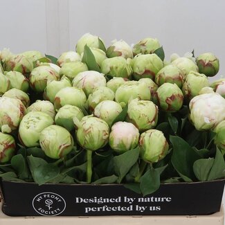 Freshy Paeonia Pioenroos L “Ivory Victory” | Kleur: Wit | Lengte ± 55 centimeter | Per 10 verse bloemen