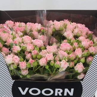 Freshy R tros Aerobic