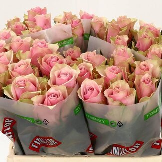 Freshy Rosa Athena Royale