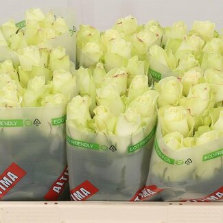 Freshy Grootbloemige Roos “Athena” | Kleur: Wit | Lengte ± 50 centimeter | Per 10 verse bloemen