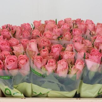 Freshy Grootbloemige Roos “Hermosa” | Kleur: Roze | Lengte ± 50 centimeter | Per 10 verse bloemen