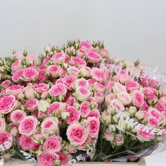 Freshy Hollandse Trosroos “Mimi Eden” | Kleur: Roze | Lengte ± 55 centimeter | Per 10 verse bloemen