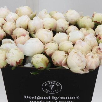 Freshy Paeonia Pioenroos L “Odile” | Kleur: Wit | Lengte ± 50 centimeter | Per 10 verse bloemen
