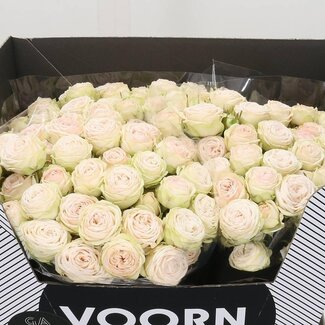 Freshy Hollandse Trosroos “Galina” | Kleur: Wit | Lengte ± 60 centimeter | Per 10 verse bloemen