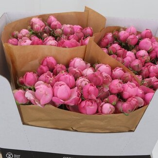 Freshy R tros Silva Pink