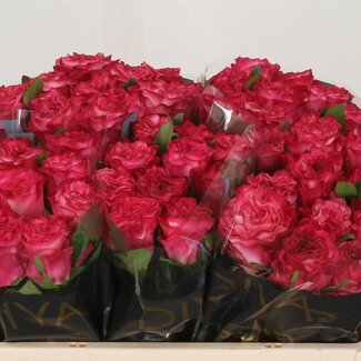 Freshy Grootbloemige Roos “Enchantment” | Kleur: Roze | Lengte ± 50 centimeter | Per 10 verse bloemen