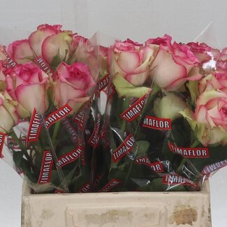 Freshy Grootbloemige Roos “Monique” | Kleur: Roze | Lengte ± 40 centimeter | Per 20 verse bloemen