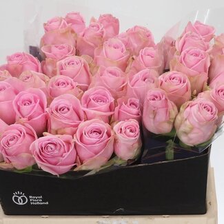 Freshy Grootbloemige Roos “Heidi” | Kleur: Roze | Lengte ± 40 centimeter | Per 20 verse bloemen