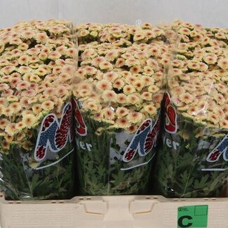 Freshy Chrysanthemum Chrysant Santini “Mad Salmon Tyolo” | Kleur: Roze | Lengte ± 55 centimeter | Per 25 stelen verse bloemen