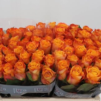 Freshy Grootbloemige Roos “Solarflare” | Kleur: Geel | Lengte ± 50 centimeter | Per 10 verse bloemen