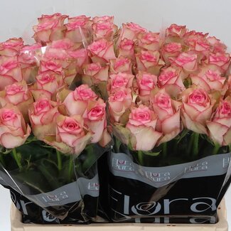 Freshy Grootbloemige Roos “Paloma Steffi” | Kleur: Roze | Lengte ± 60 centimeter | Per 20 verse bloemen