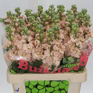 Freshy Violier “Iron Apricot” | Kleur: Roze | Lengte ± 60 centimeter | Per 10 stelen verse bloemen