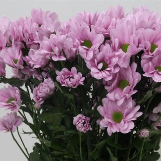 Freshy Chrysant T Precious