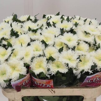 Freshy Chrysant deco Etrusko White