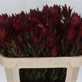 Freshy Leucadendron “Safari Sunset” | Kleur: Bordeaux | Lengte ± 70 centimeter | Per 20 verse bloemen