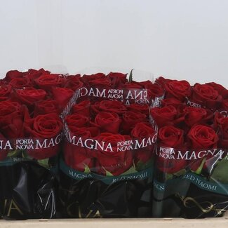 Freshy Grootbloemige Roos “Red Naomi Magna” | Kleur: Rood | Lengte ± 50 centimeter | Per 10 verse bloemen