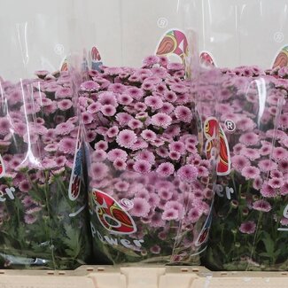 Freshy Chrysanthemum Chrysant Santini “Mad Tyolo Bico” | Kleur: Roze | Lengte ± 55 centimeter | Per 25 stelen verse bloemen