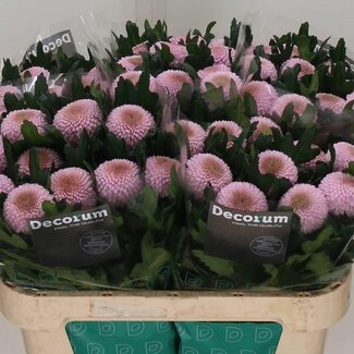 Freshy Chrysant deco Momoko