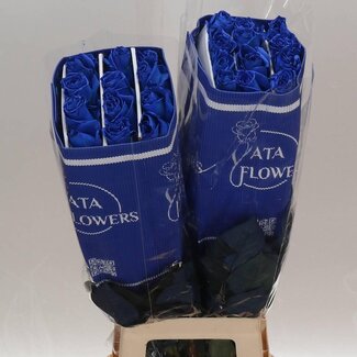 Freshy Grootbloemige Roos “Mondial” | Kleur: Kleurbehandeld Blauw | Herkomst Ecuador | Lengte ± 70 centimeter | Per 25 verse bloemen
