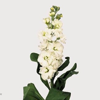 Freshy Violier Aida White