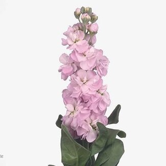 Freshy Matthiola Violier “Figaro L Rose” | Kleur: Paars | Lengte ± 56 centimeter | Per 10 stelen verse bloemen