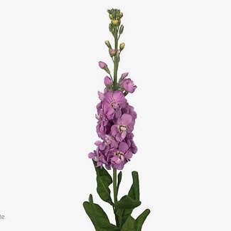 Freshy Matthiola Violier “Figaro Lavende” | Kleur: Paars | Lengte ± 55 centimeter | Per 10 stelen verse bloemen