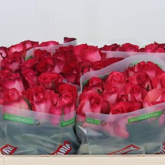 Freshy Grootbloemige Roos “Nicoletta” | Kleur: Roze | Lengte ± 50 centimeter | Per 10 verse bloemen