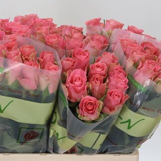 Freshy Grootbloemige Roos “Hermosa” | Kleur: Roze | Lengte ± 60 centimeter | Per 10 verse bloemen