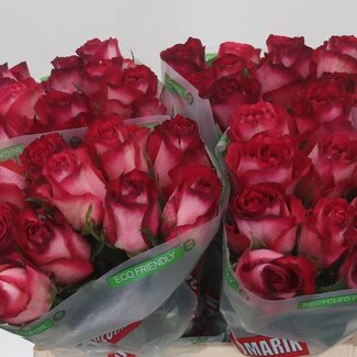 Freshy Grootbloemige Roos “Nicoletta” | Kleur: Roze | Lengte ± 40 centimeter | Per 20 verse bloemen