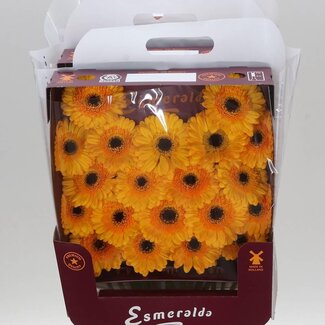 Freshy Gerbera Davidson Mi Aqua | Kleur: Geel | Lengte ± 45 centimeter | Per 20 verse bloemen