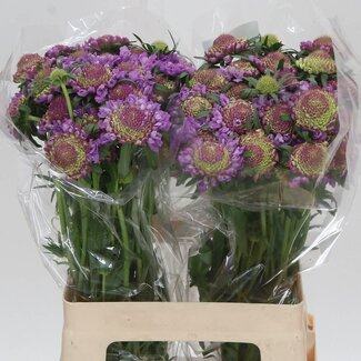 Freshy Scabiosa Atropurpurea “Scoop Ube” | Kleur: Paars | Lengte ± 60 centimeter | Per 30 stelen verse bloemen
