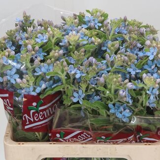 Freshy Tanacetum Pure Blue | Kleur: Blauw | Lengte ± 60 centimeter | Per 25 stelen verse bloemen