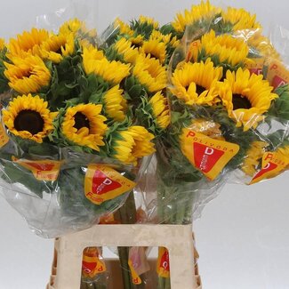 Freshy Helianthus An Orange Fire