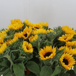 Freshy Helianthus Tournesol “Sunrich Orange” | Couleur: Jaune | Longueur ± 60 centimeter | Par 10 fleurs fraîches