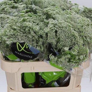 Freshy Ammi Visnaga “Casablanca” | Kleur: Wit | Lengte ± 70 centimeter | Per 10 stelen verse bloemen