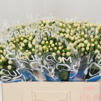 Freshy Hypericum Coco Uno