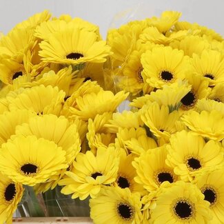 Freshy Germini Aqua “Sunshine” | Couleur: Jaune | Longueur ± 50 centimeter | Par 20 fleurs fraîches