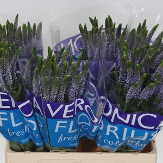 Freshy Veronica Smart June