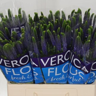 Freshy Veronica “Smart Diana” | Kleur: Blauw | Lengte ± 60 centimeter | Per 25 stelen verse bloemen