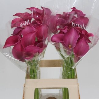 Freshy Zantedeschia Calla “Pink Jewel” | Kleur: Paars | Lengte ± 65 centimeter | Per 10 verse bloemen