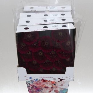 Freshy Gerbera Pomponi Danee Mi Aqua | Kleur: Paars | Lengte ± 50 centimeter | Per 20 verse bloemen