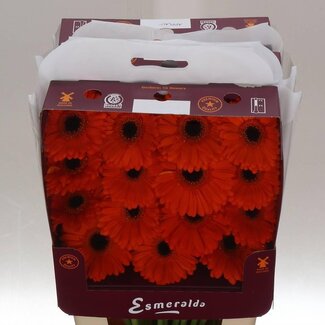 Freshy Gerbera Candela Gr Aqua | Kleur: Oranje | Lengte ± 45 centimeter | Per 15 verse bloemen