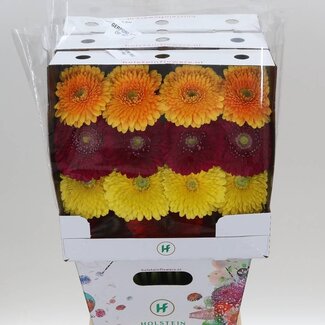 Freshy Gerbera Pomponi Mix Gr Aqua | Kleur: Gemengde Kleuren | Lengte ± 50 centimeter | Per 15 verse bloemen