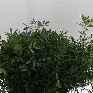 Freshy Branches de Pistacia Biedermeier | Couleur: Vert | Longueur ± 40 centimeter | Par 5 bouquets