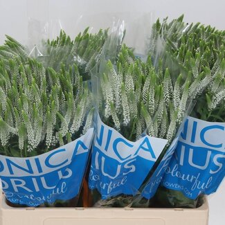 Freshy Veronica “Smart Luna” | Kleur: Wit | Lengte ± 60 centimeter | Per 25 stelen verse bloemen