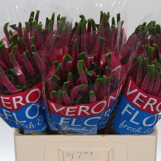 Freshy Veronica Smart Iselle